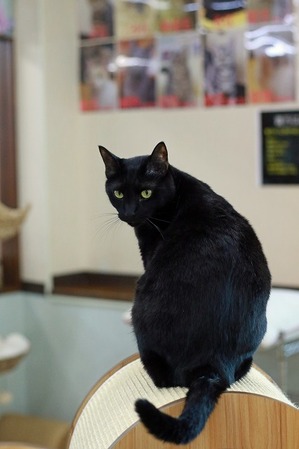 nekomanma_7806_edited-1