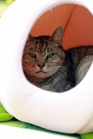 nekomanma_7072_edited-1