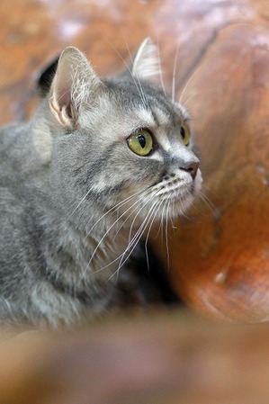 nekomanma_4631_edited-1