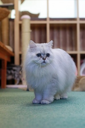nekomanma_9238_edited-1