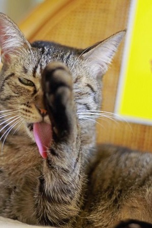 nekomanma_3988_edited-1