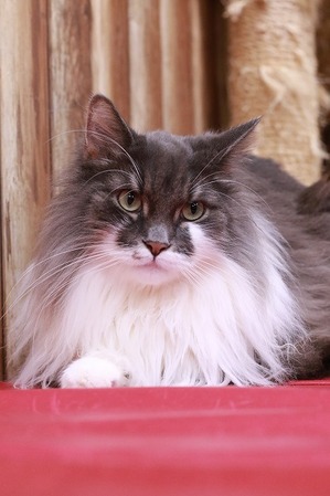 2026 01 11_nekomanma_4120