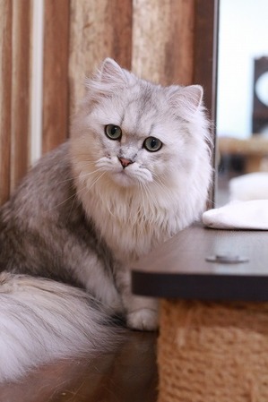 2025 02 09_nekomanma_9573
