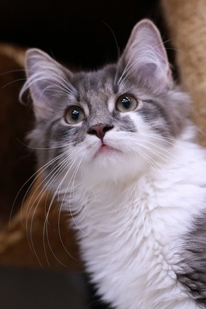 2022 09 18_nekomanma_3721