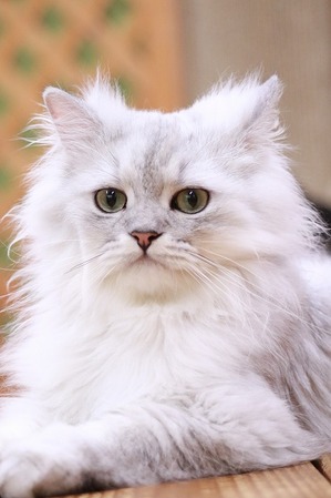 2025 11 02_nekomanma_3175