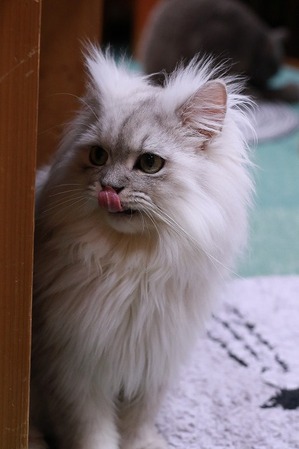 2026 01 03_nekomanma_3992