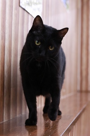 2025 04 06_nekomanma_0532