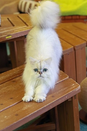 nekomanma_8934_edited-1