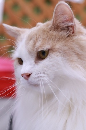 2025 08 17_nekomanma_2176