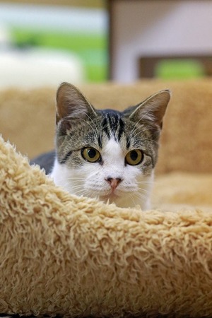 nekomanma_2716_edited-1