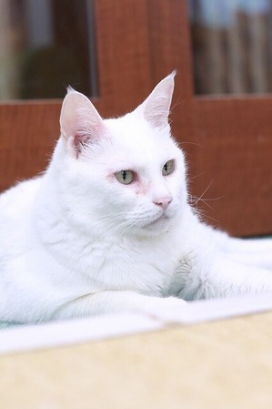 2025 08 03_nekomanma_2120