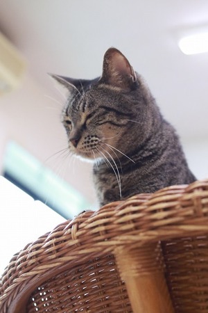 2024 03 17_nekomanma_4392