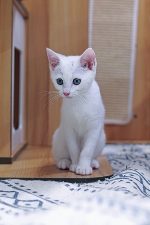 nekomanma_2373_edited-1
