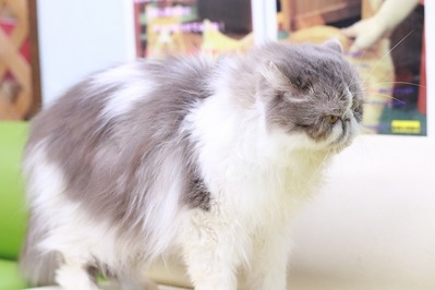 2025 03 09_nekomanma_0181