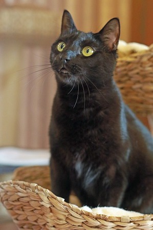 nekomanma_9429_edited-1