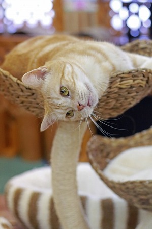 nekomanma_4070_edited-1