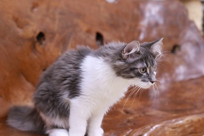 2022 09 19_nekomanma_3572