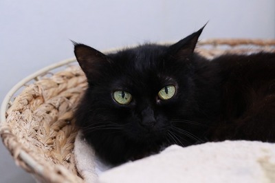 2025 09 28_nekomanma_2658