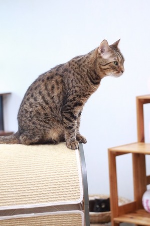 2025 06 25_nekomanma_1624