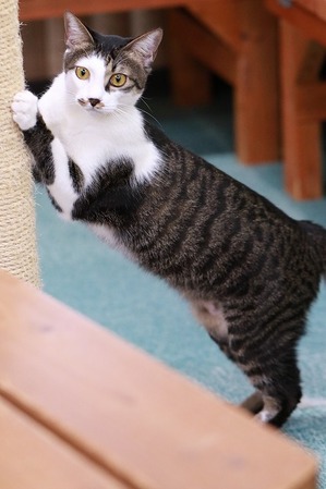 2022 06 05_nekomanma_2223