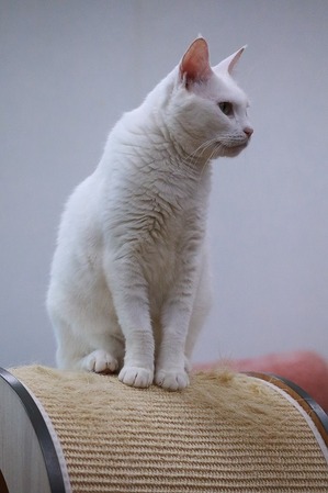 2024 06 16_nekomanma_5453