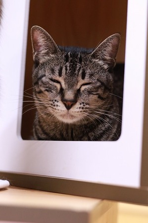 2022 02 19_nekomanma_1342