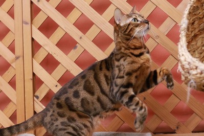 2026 01 04_nekomanma_4082