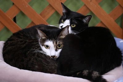 2026 03 15_nekomanma_4346