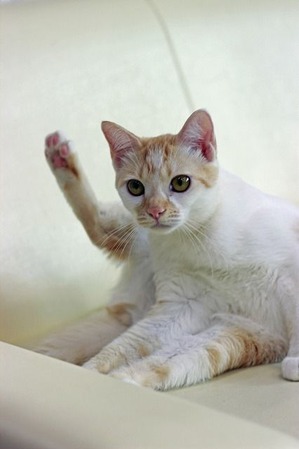 nekomanma_3749_edited-1