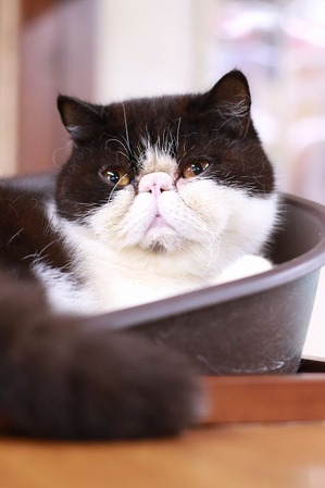 2025 03 23_nekomanma_0383