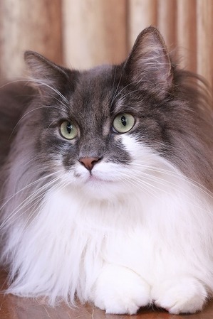 2025 04 20_nekomanma_0730