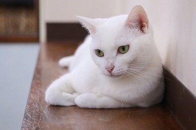 2024 07 14_nekomanma_5991