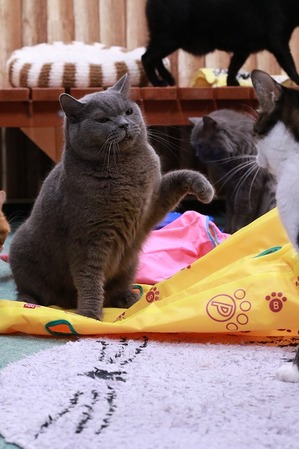 2025 11 26_nekomanma_3597