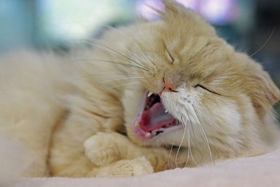 nekomanma_3590_edited-1