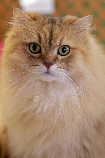 nekomanma_4326_edited-1