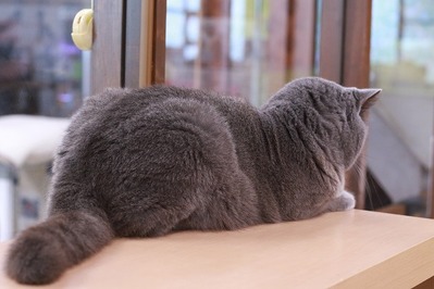 2025 07 06_nekomanma_1865