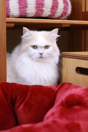 2026 02 15_nekomanma_4283