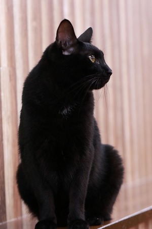 2023 04 30_nekomanma_8057