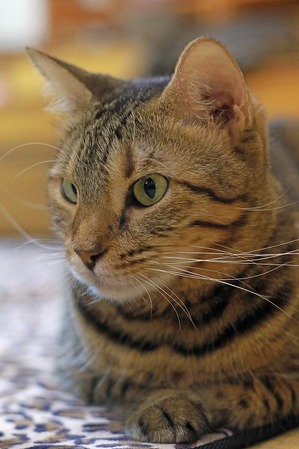 nekomanma_2859_edited-1