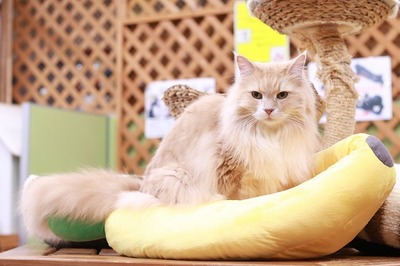 2025 04 13_nekomanma_0603
