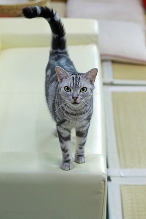 nekomanma_0357_edited-1