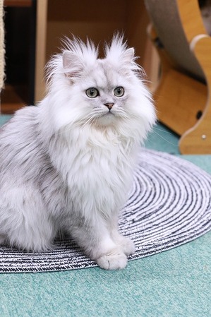 2026 01 11_nekomanma_4131