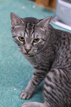 2026 01 02_nekomanma_3931