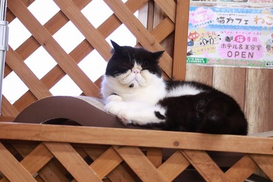 2026 03 15_nekomanma_4411