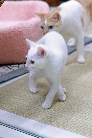 nekomanma_2460_edited-1