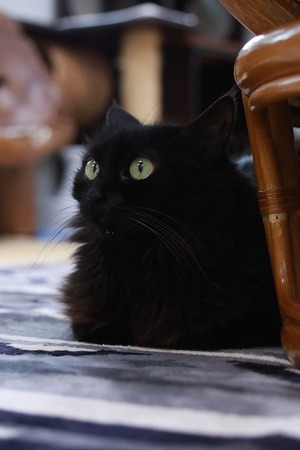 2024 03 17_nekomanma_4390