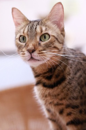 2022 02 19_nekomanma_1335