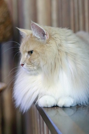 nekomanma_0668_edited-1