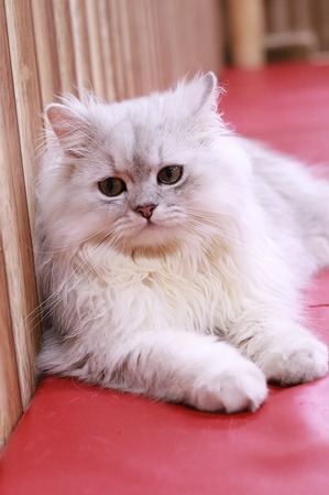2025 07 13_nekomanma_2004