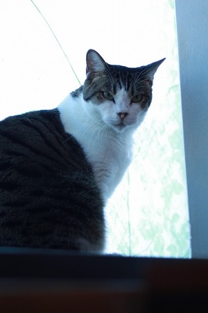 2023 11 05_nekomanma_1762